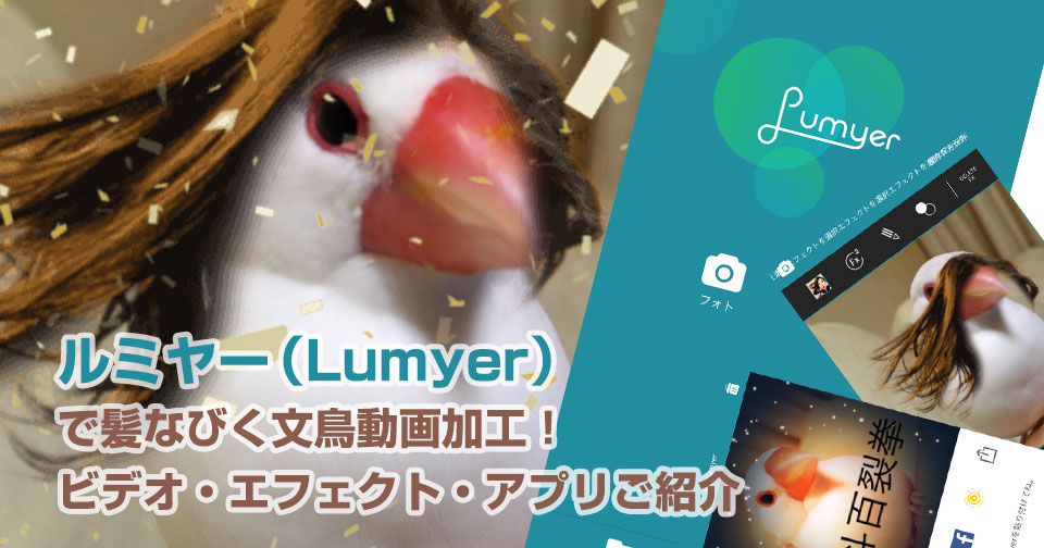 ルミヤー Lumyer で髪なびく文鳥動画加工 ビデオ エフェクト アプリご紹介 おもてなしブログ の教科書 By カイエダ ミエ コンサルもするwebデザイナー